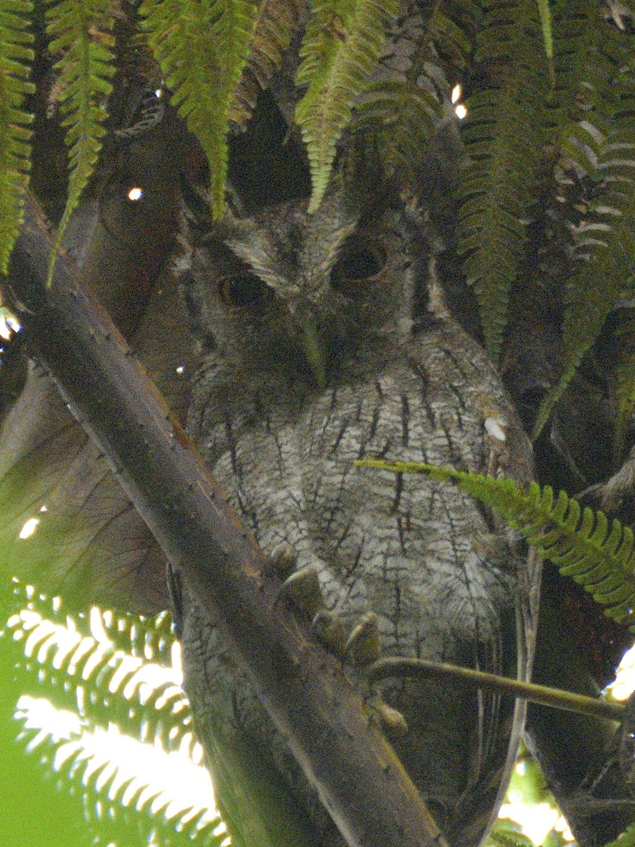Tropical Screech-Owl - ML638562154