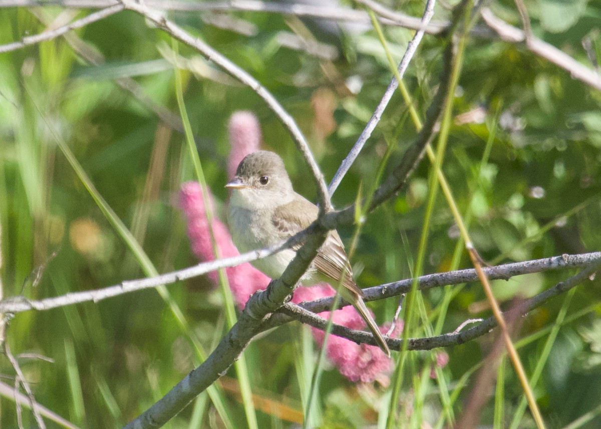 Willow Flycatcher - ML638562166