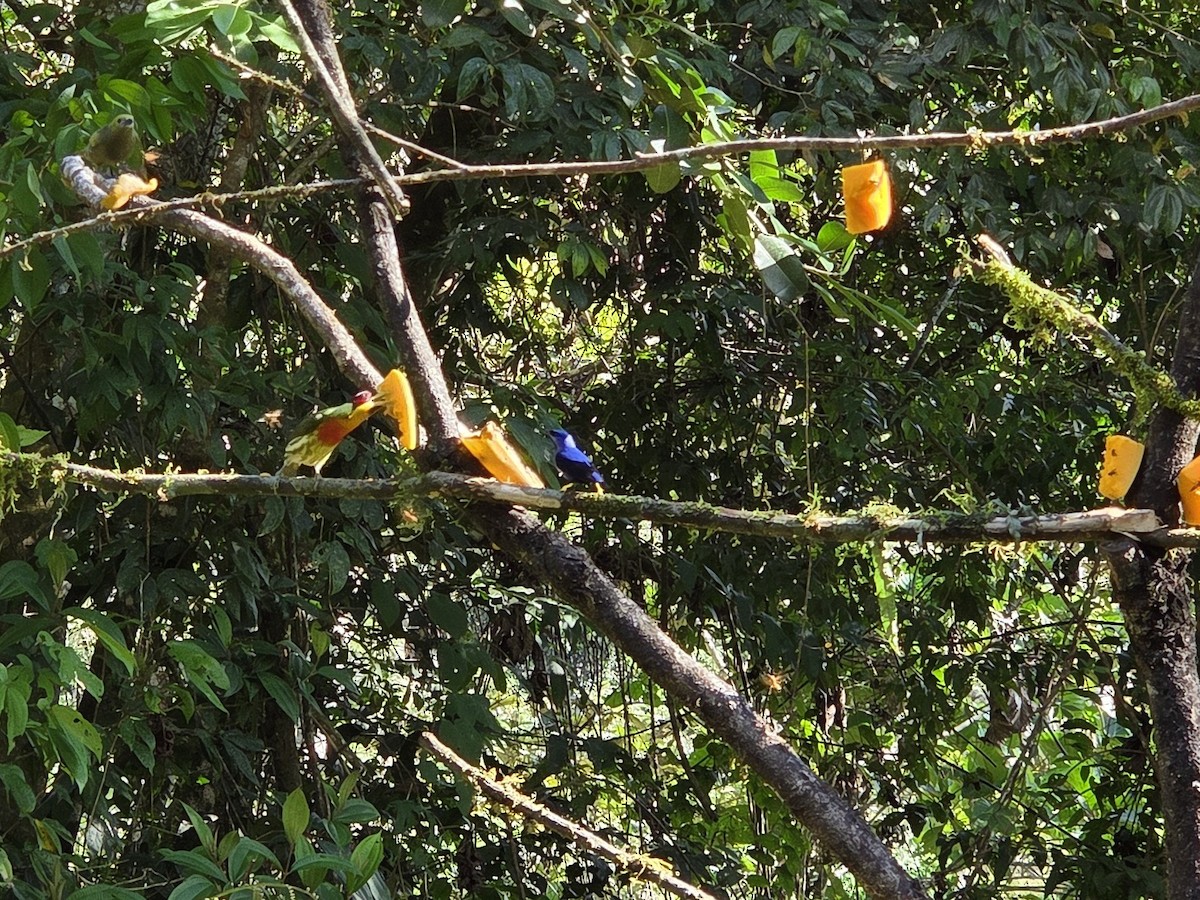 Purple Honeycreeper - ML638562167