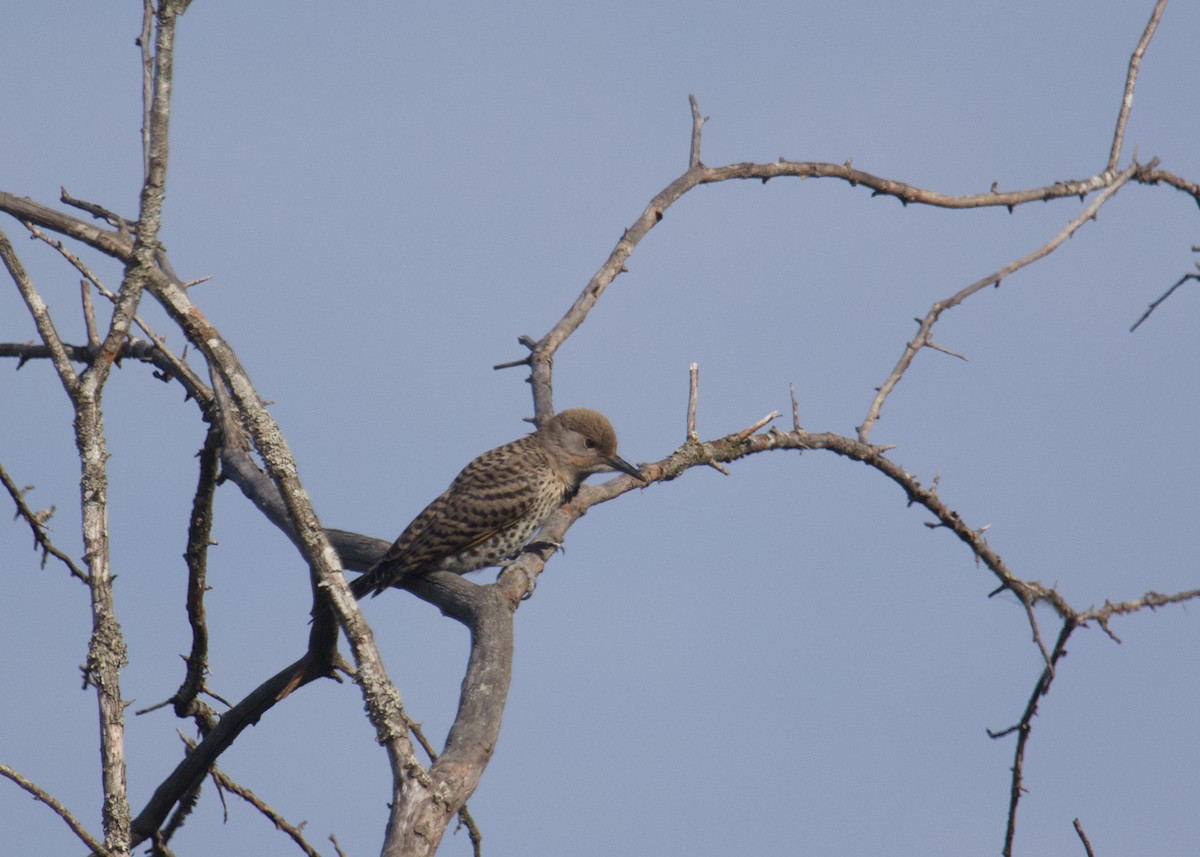 Northern Flicker - ML638562172