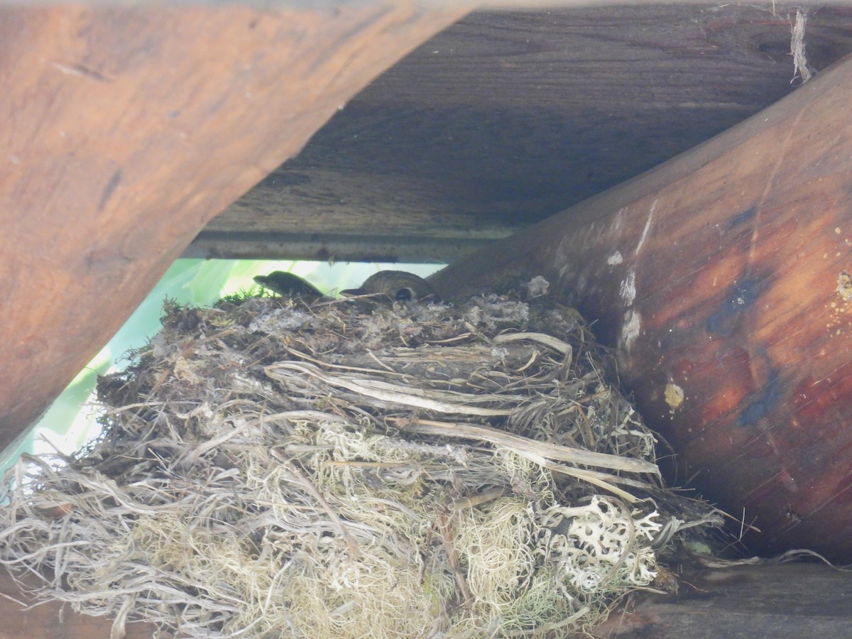 Western Flycatcher (Cordilleran) - ML638562175