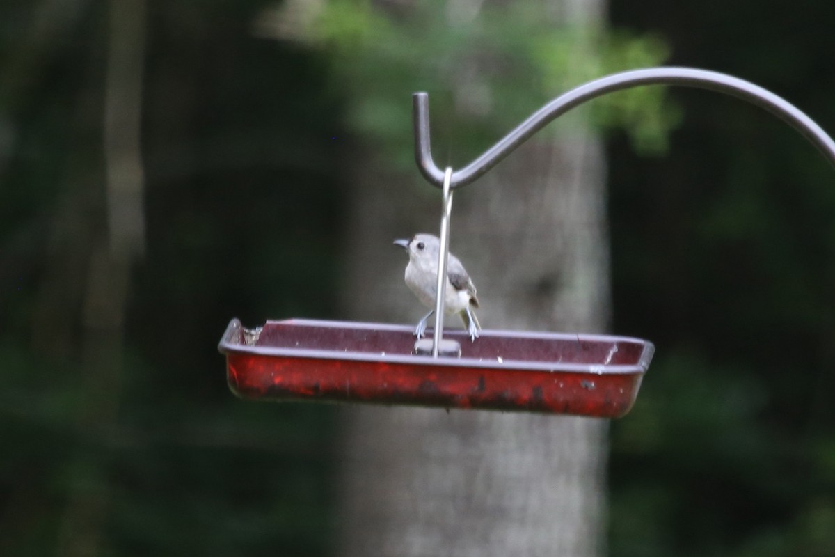 Tufted Titmouse - ML638562180