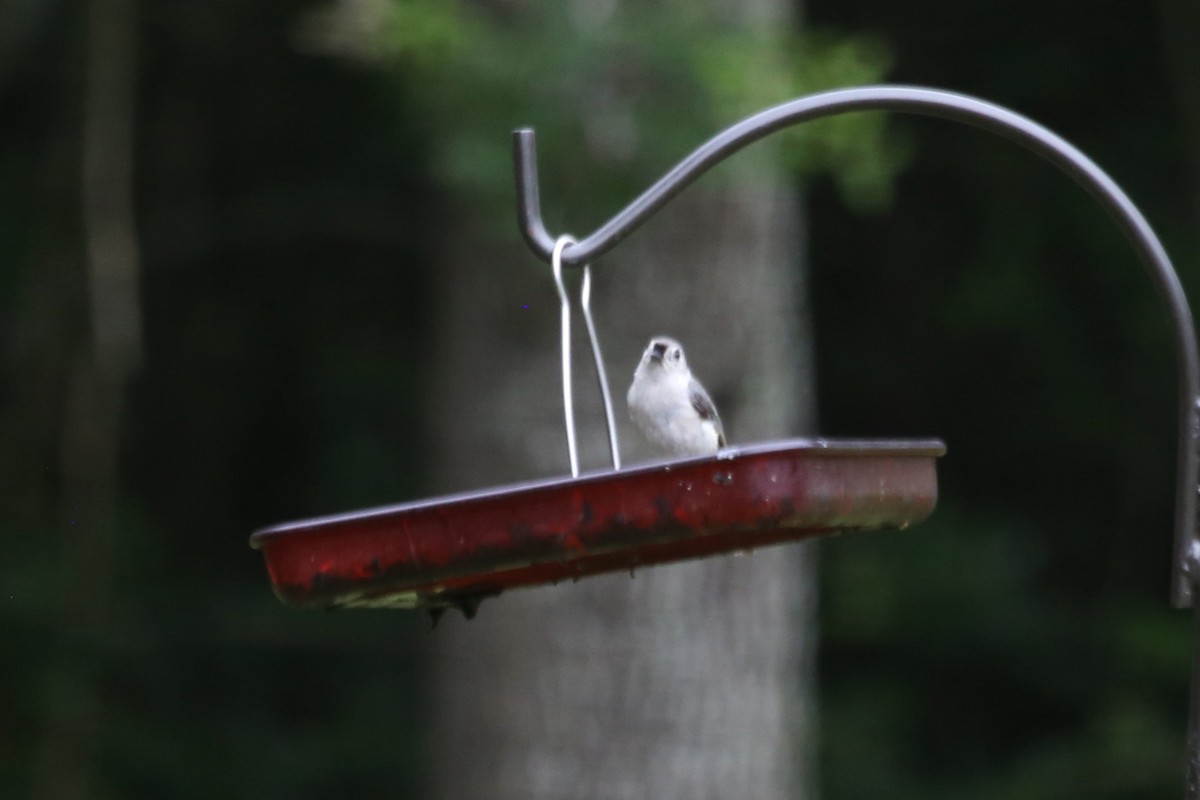 Tufted Titmouse - ML638562181