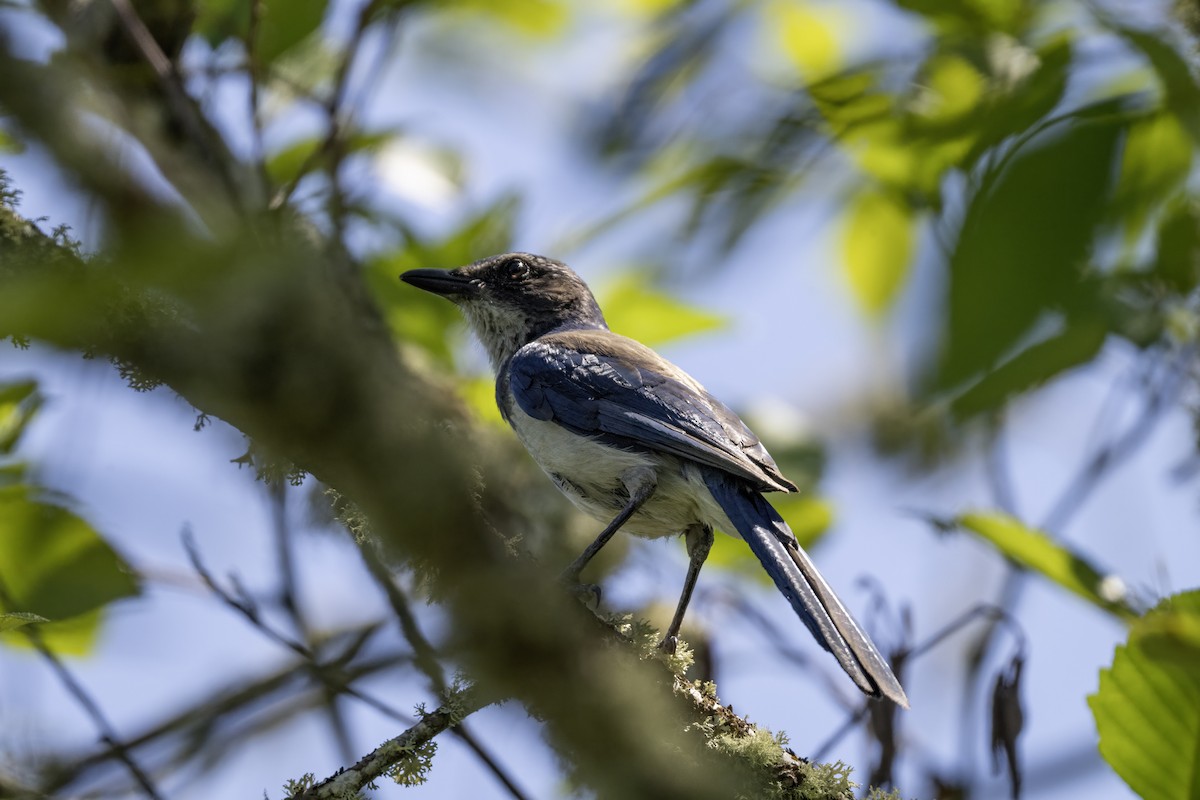 California Scrub-Jay - ML638562182