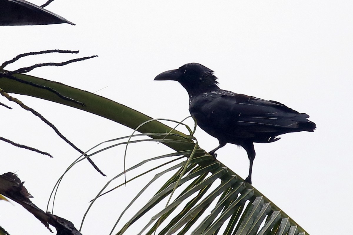 Palawan Crow - ML638562183
