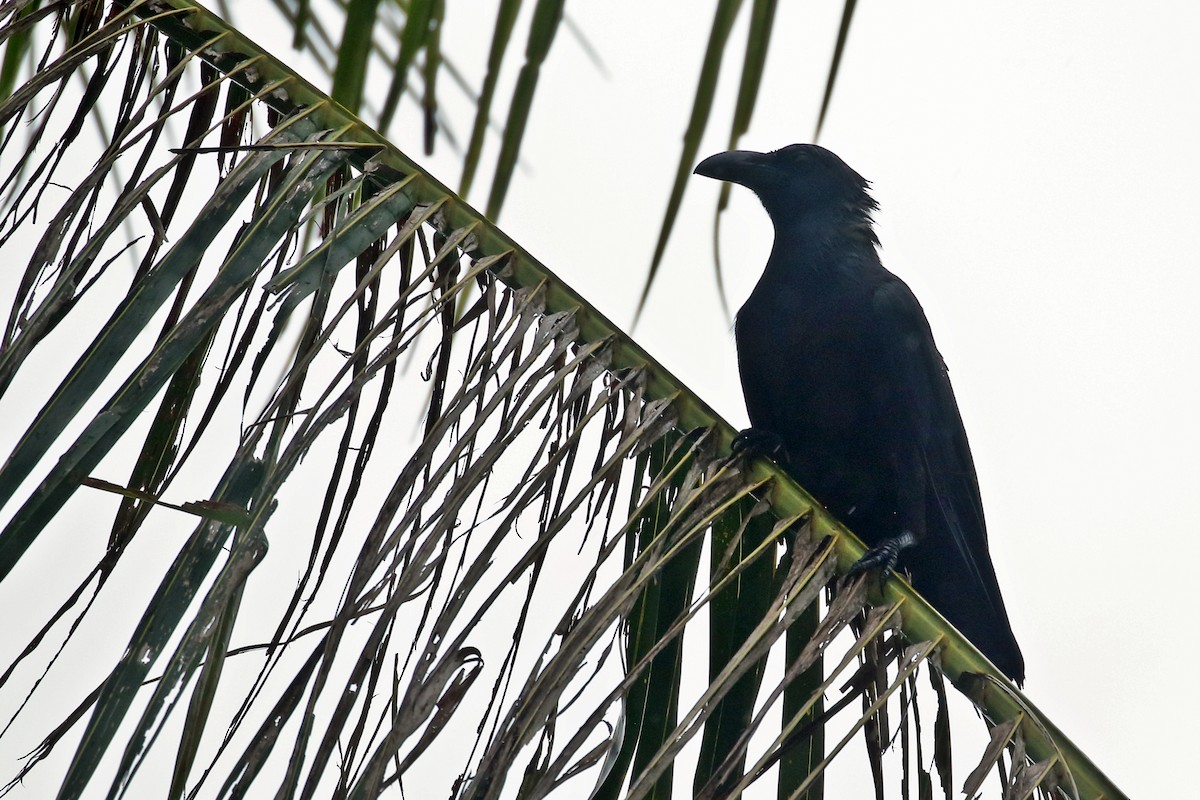 Palawan Crow - ML638562184