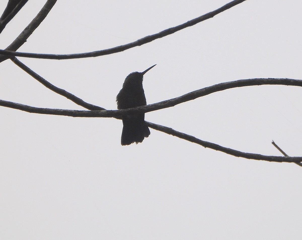 Copper-rumped Hummingbird - ML638562190