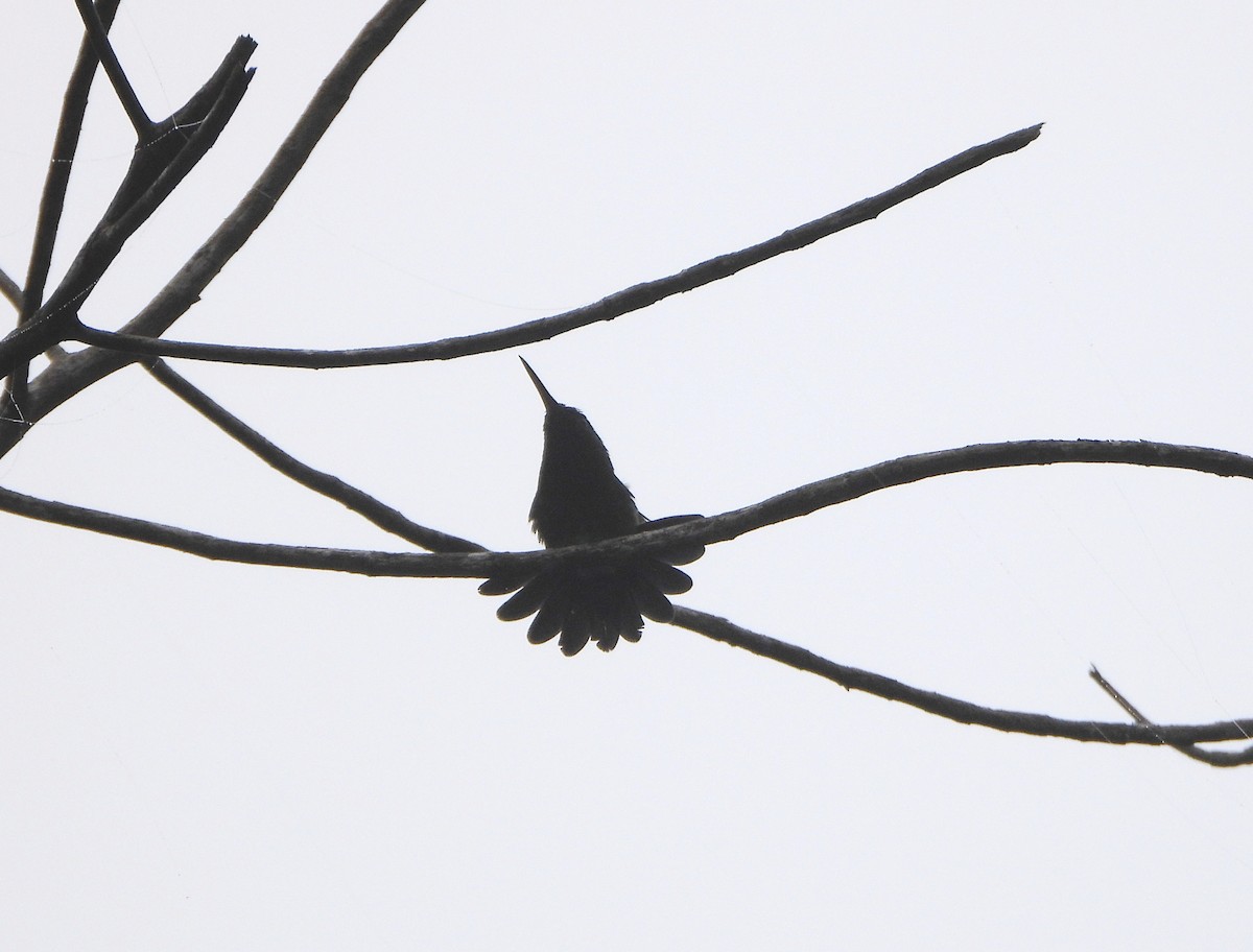 Copper-rumped Hummingbird - ML638562191