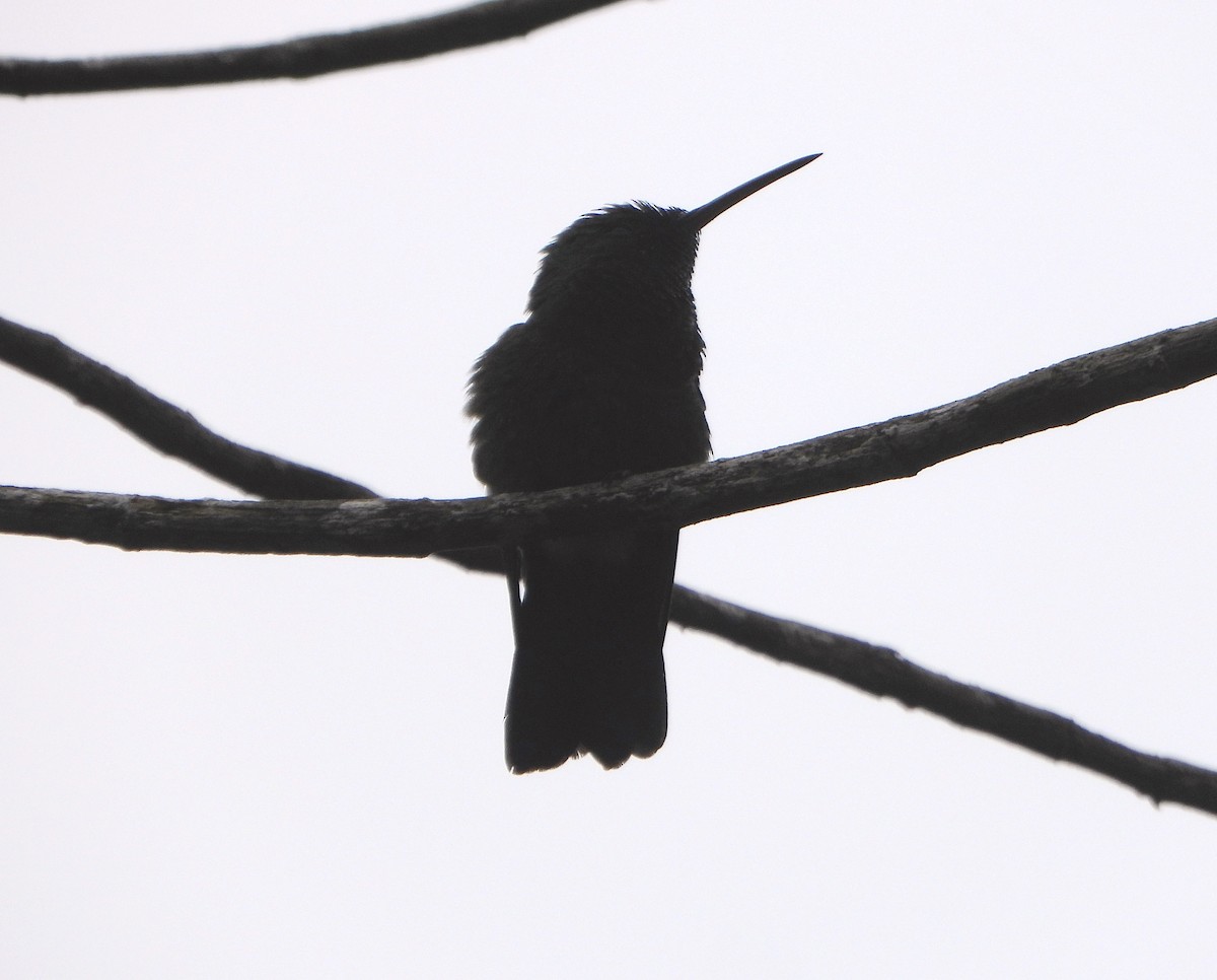 Copper-rumped Hummingbird - ML638562192