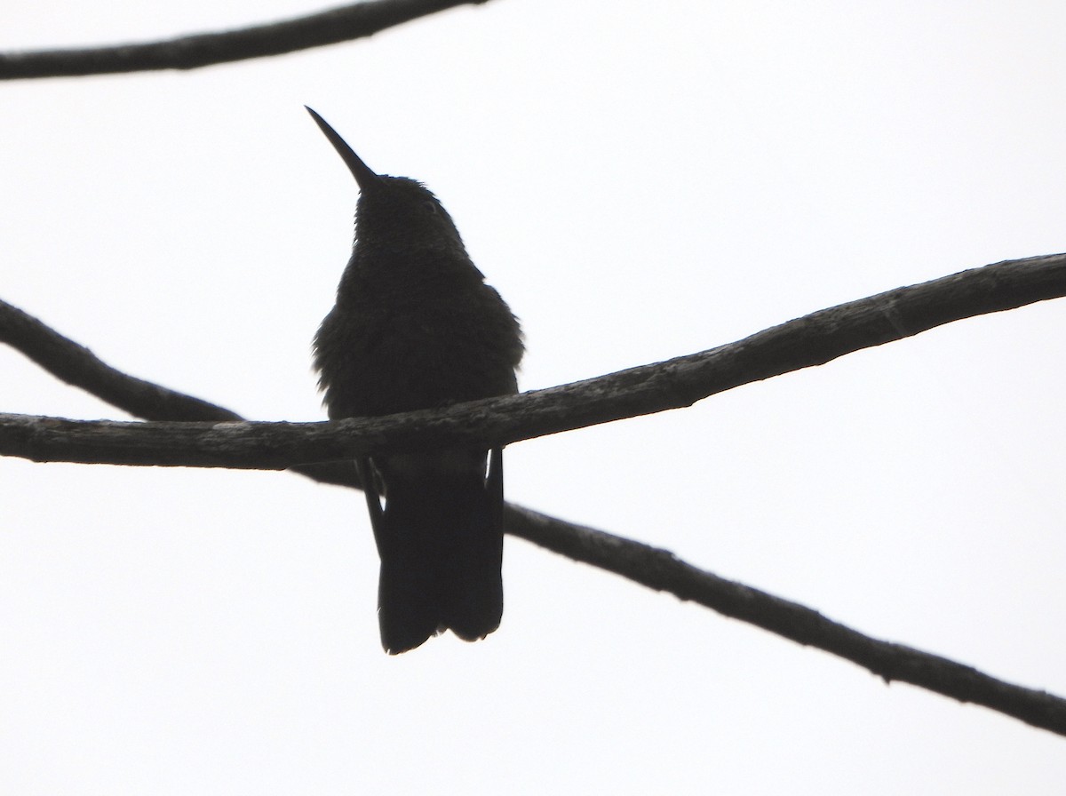 Copper-rumped Hummingbird - ML638562202