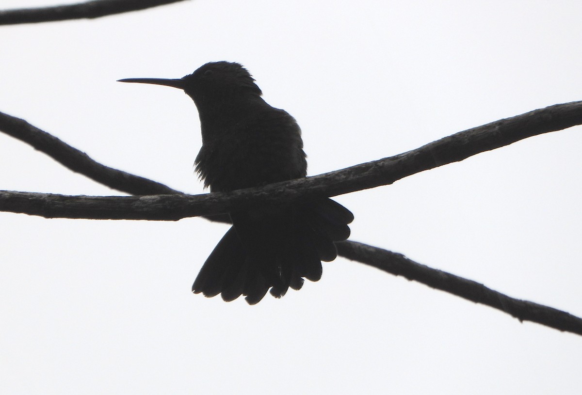 Copper-rumped Hummingbird - ML638562203