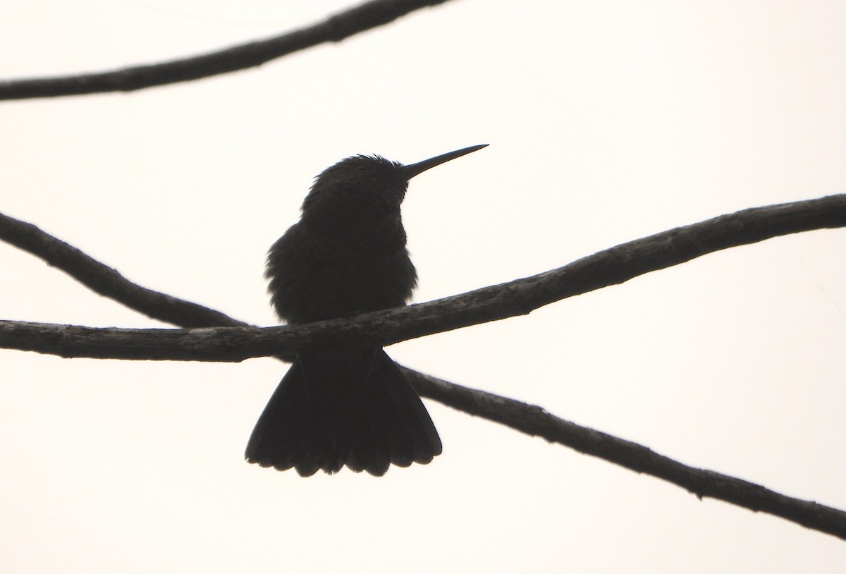 Copper-rumped Hummingbird - ML638562204