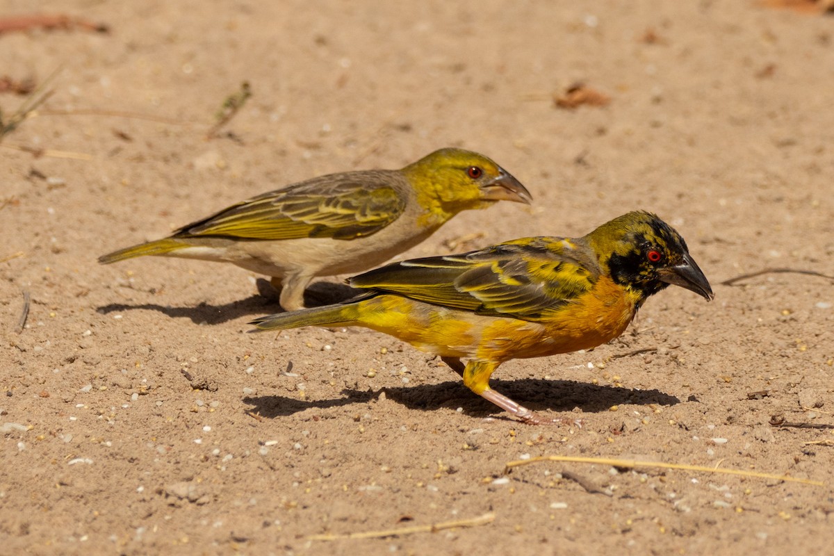 Village Weaver (Black-headed) - ML638562223