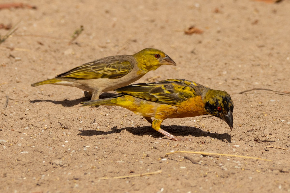Village Weaver (Black-headed) - ML638562224
