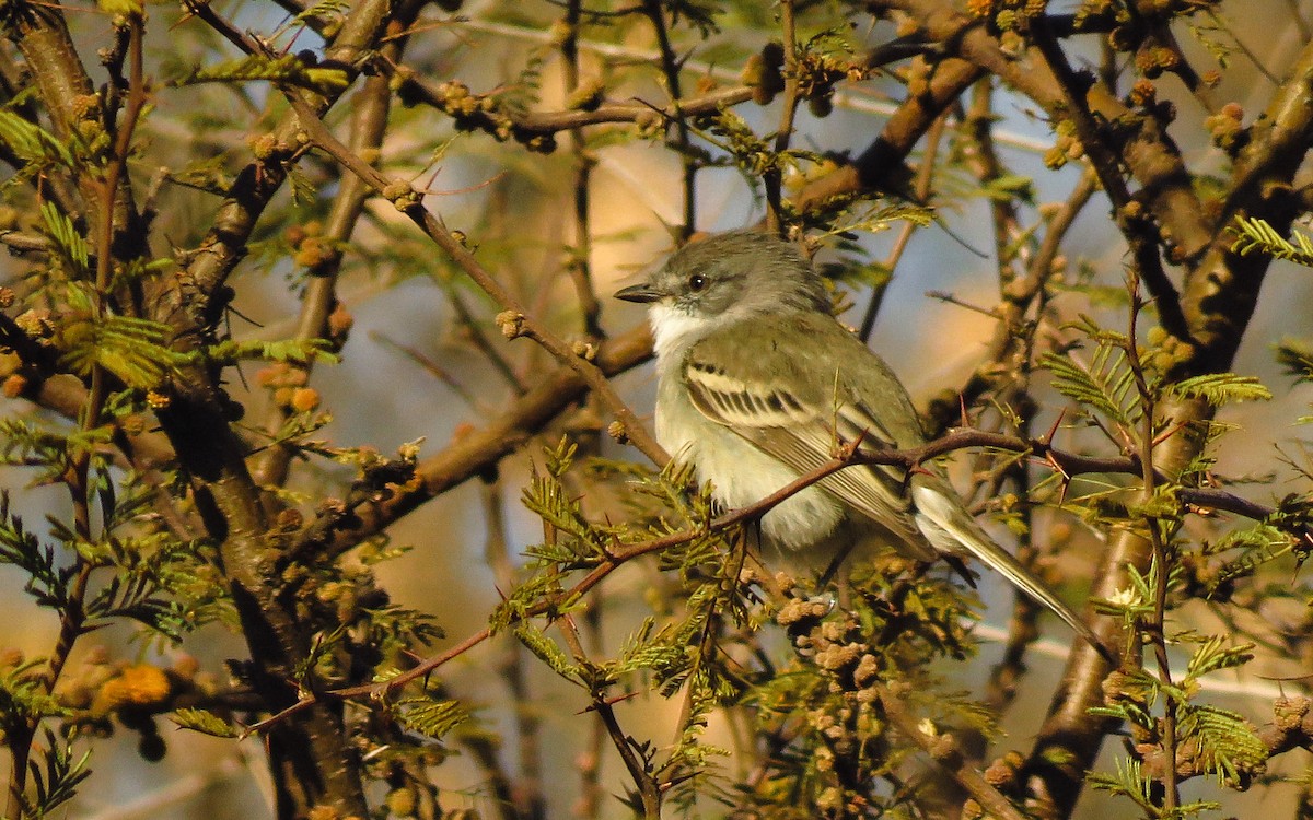 Suiriri Flycatcher - ML638562232
