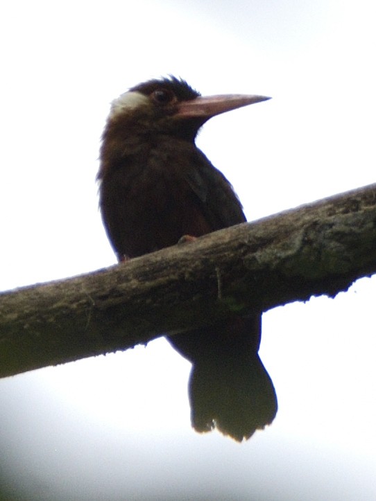 White-eared Jacamar - ML638562280