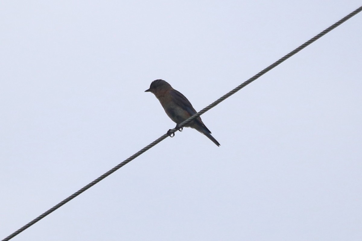 Eastern Bluebird - ML638562286