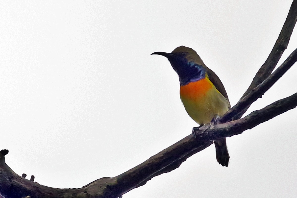 Palawan Sunbird - ML638562294