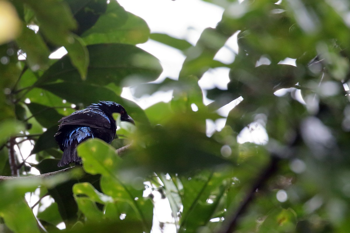 Palawan Fairy-bluebird - ML638562312