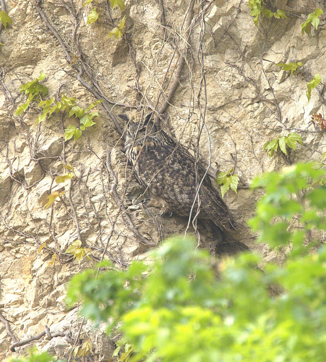 Eurasian Eagle-Owl - ML638562429