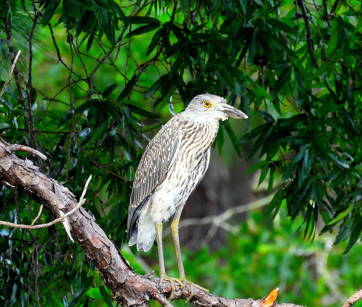 Yellow-crowned Night Heron - ML638562451