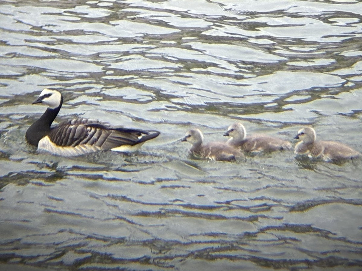 Barnacle Goose - ML638562454