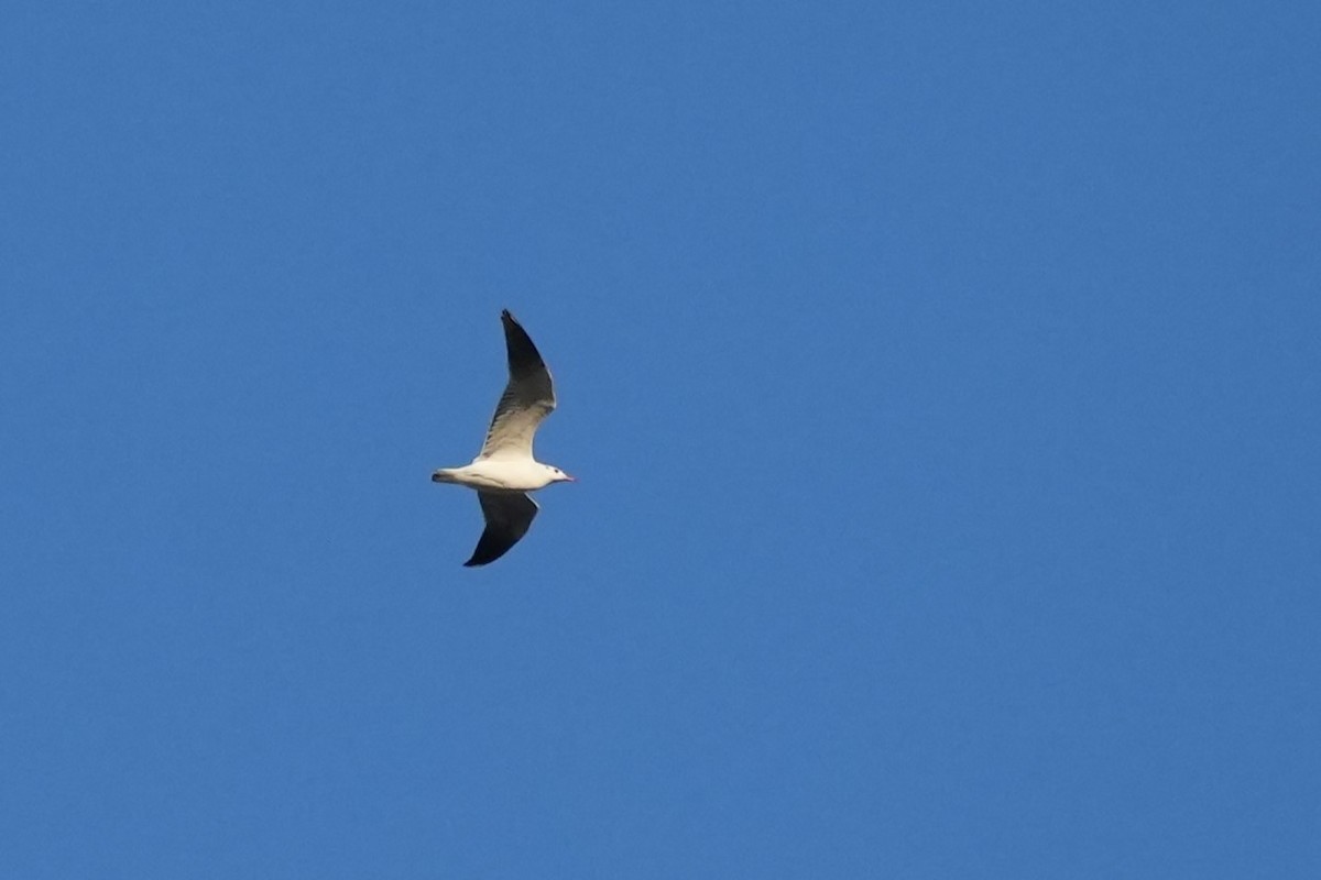 Brown-hooded Gull - ML638562456