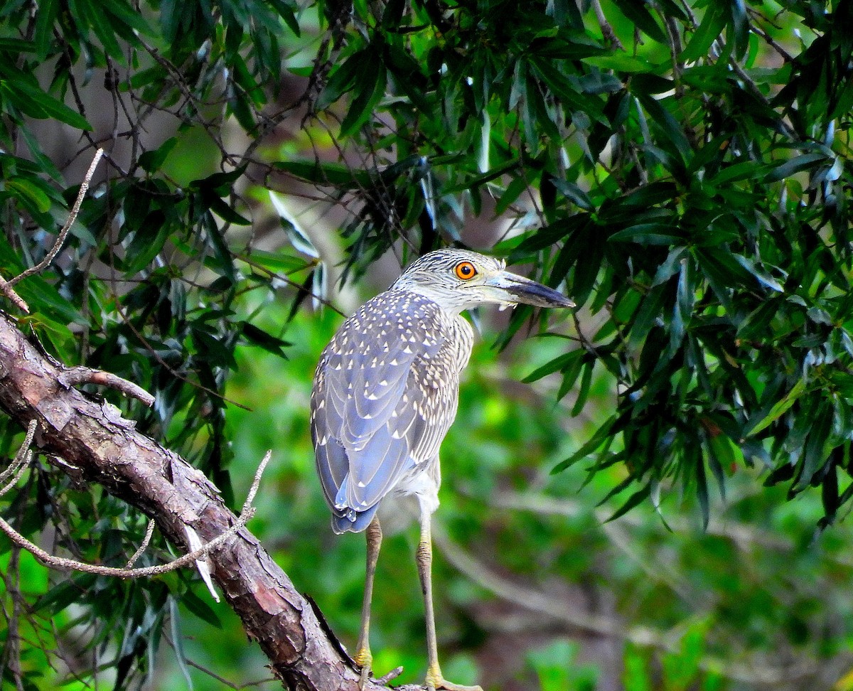 Yellow-crowned Night Heron - ML638562457