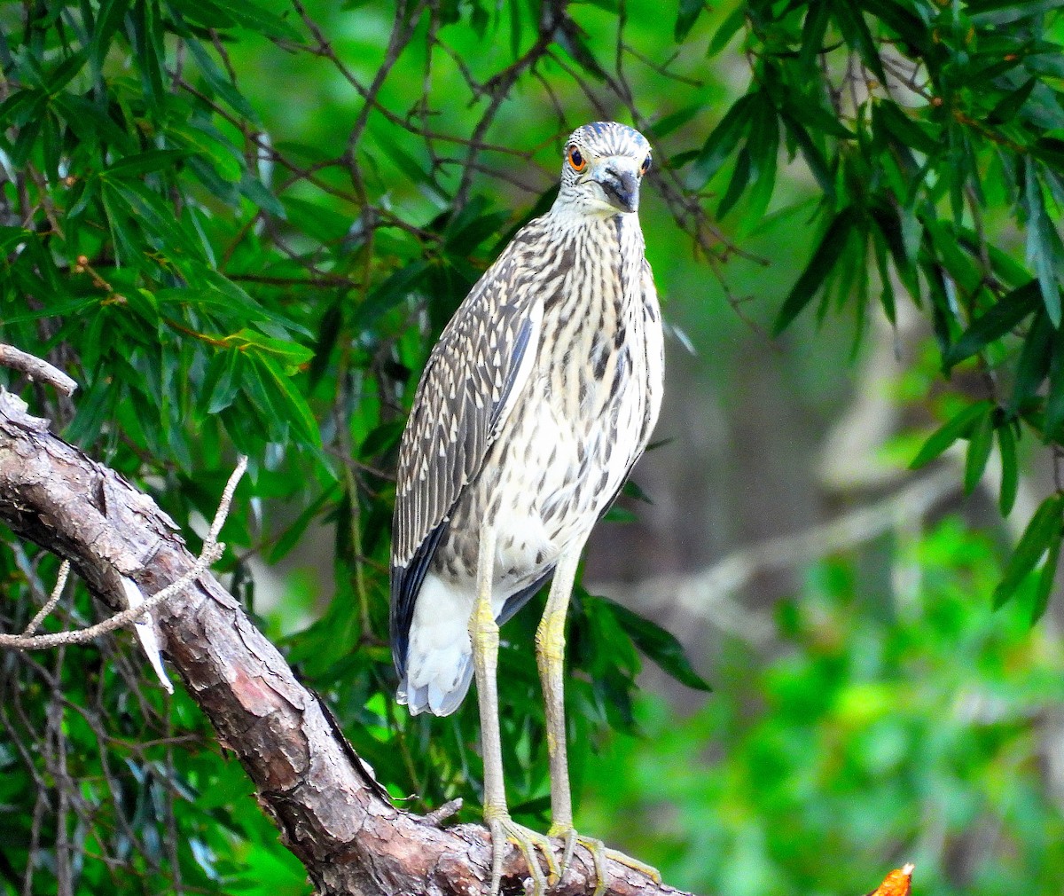 Yellow-crowned Night Heron - ML638562458