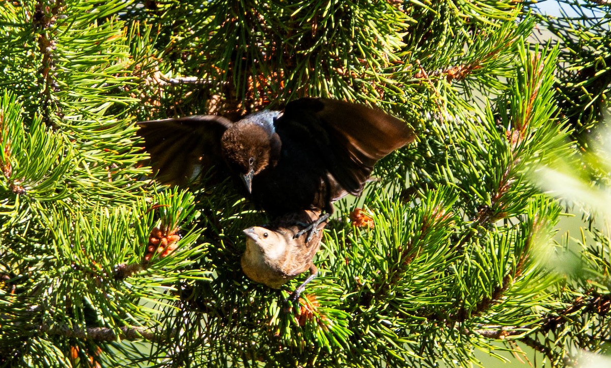 Brown-headed Cowbird - ML638562459