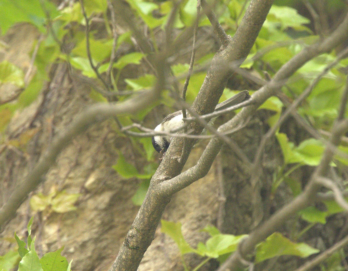 Marsh Tit - ML638562461