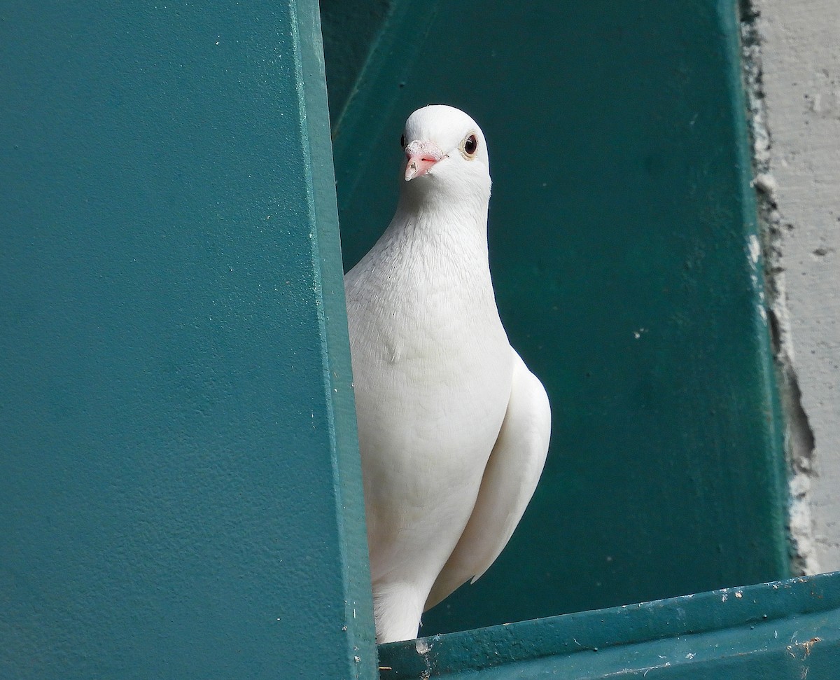 Rock Pigeon (Feral Pigeon) - ML638562462