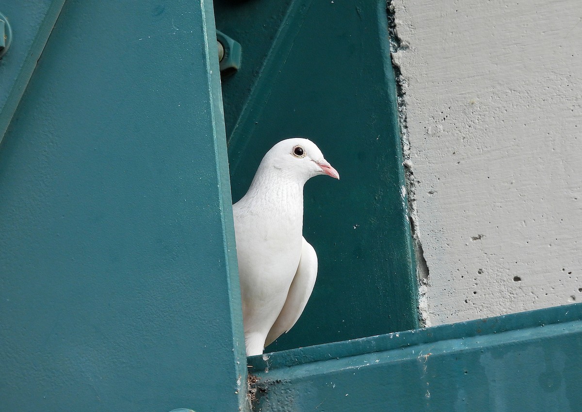 Rock Pigeon (Feral Pigeon) - ML638562463