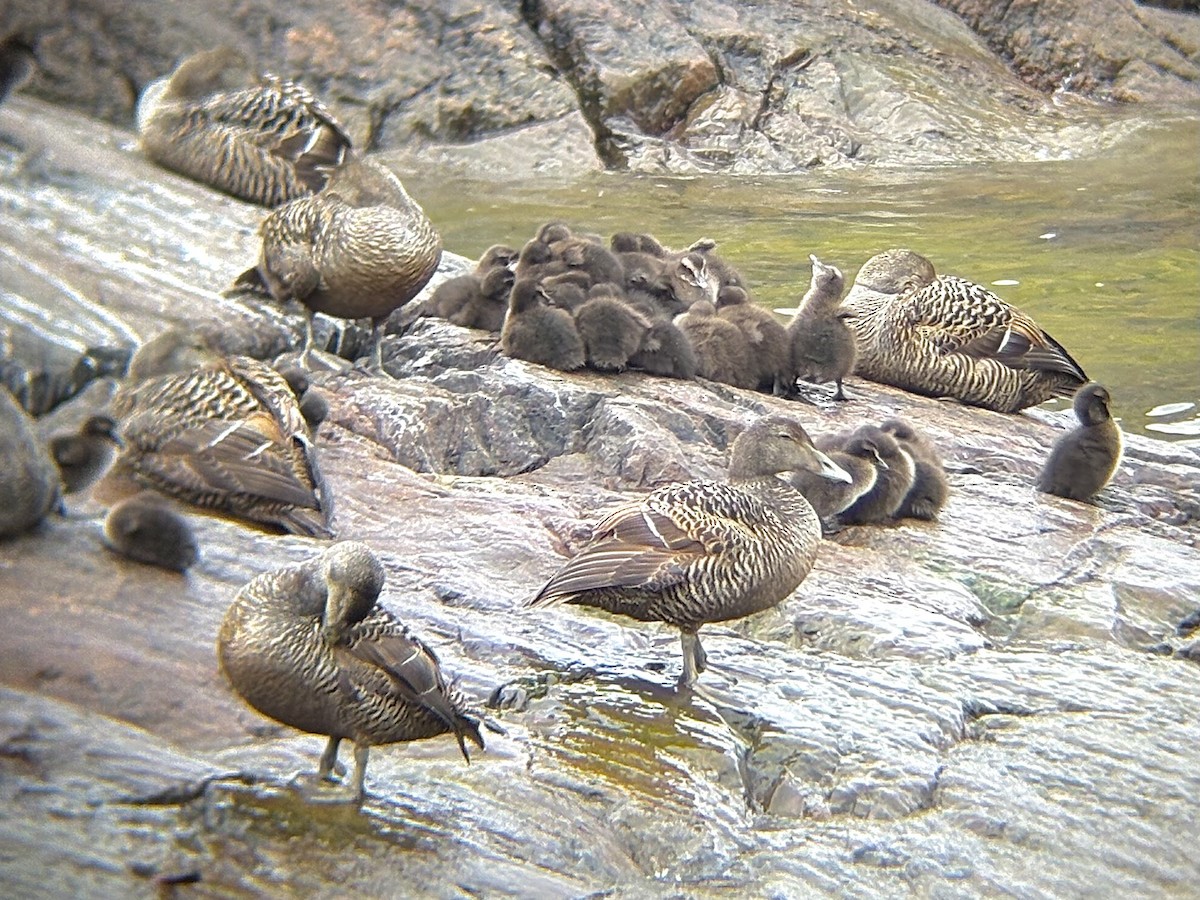 Common Eider - ML638562464