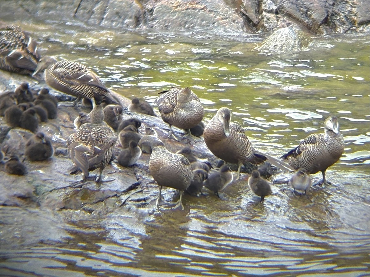 Common Eider - ML638562465