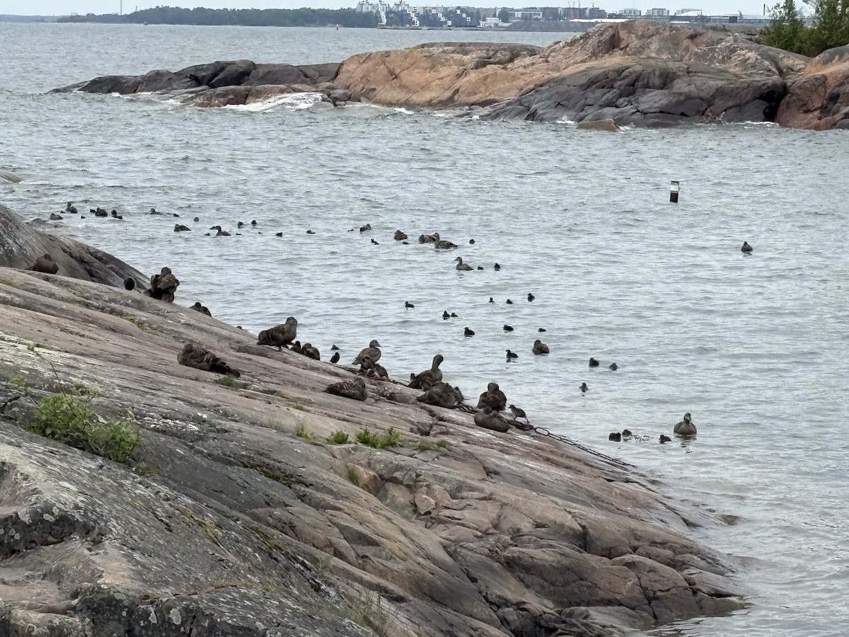 Common Eider - ML638562466