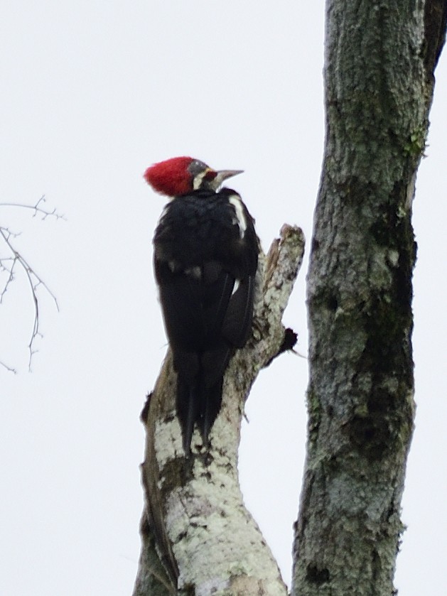 Crimson-crested Woodpecker - ML638562467