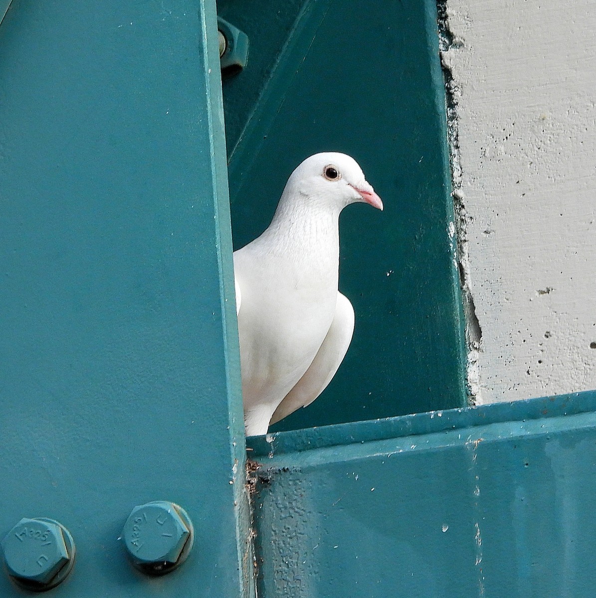 Rock Pigeon (Feral Pigeon) - ML638562469