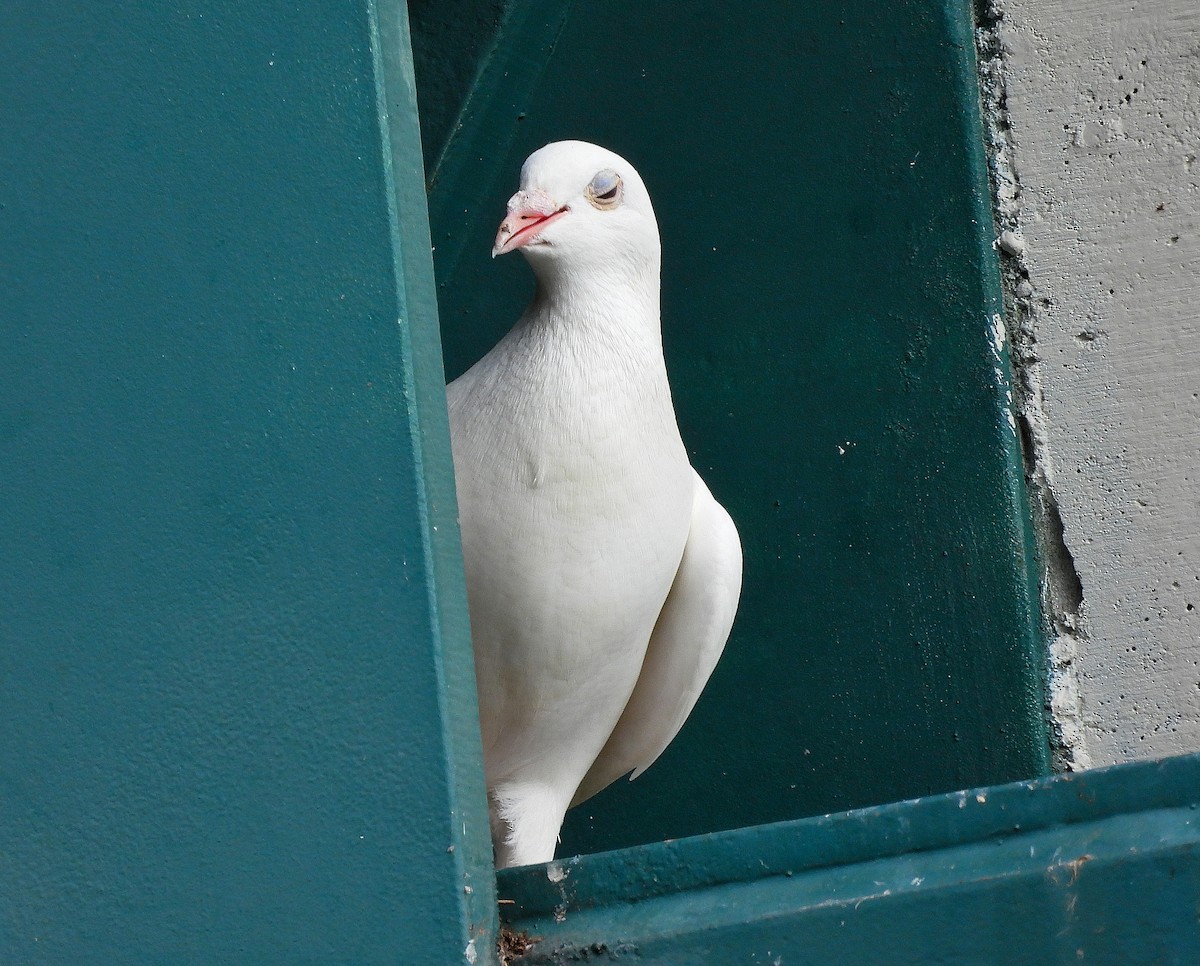 Rock Pigeon (Feral Pigeon) - ML638562470