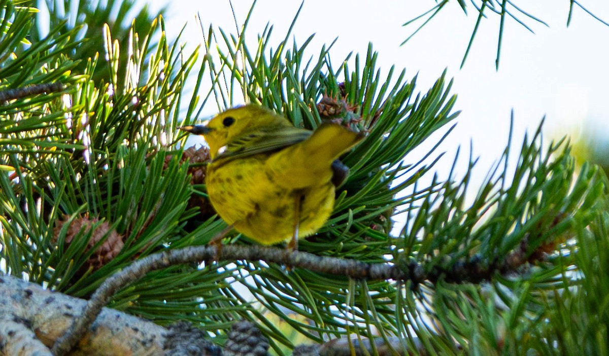 Yellow Warbler - ML638562471