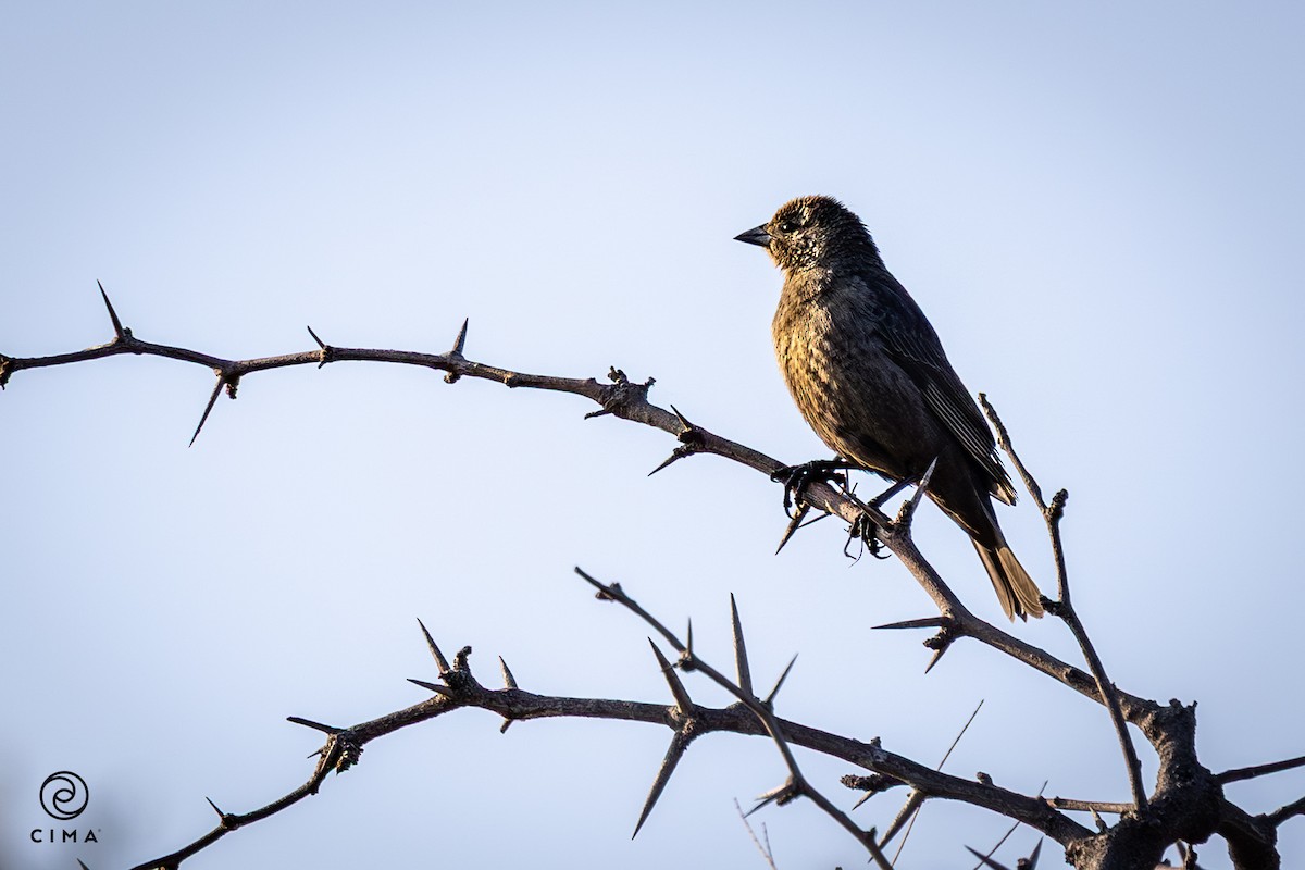 Chilean Mockingbird - ML638562472
