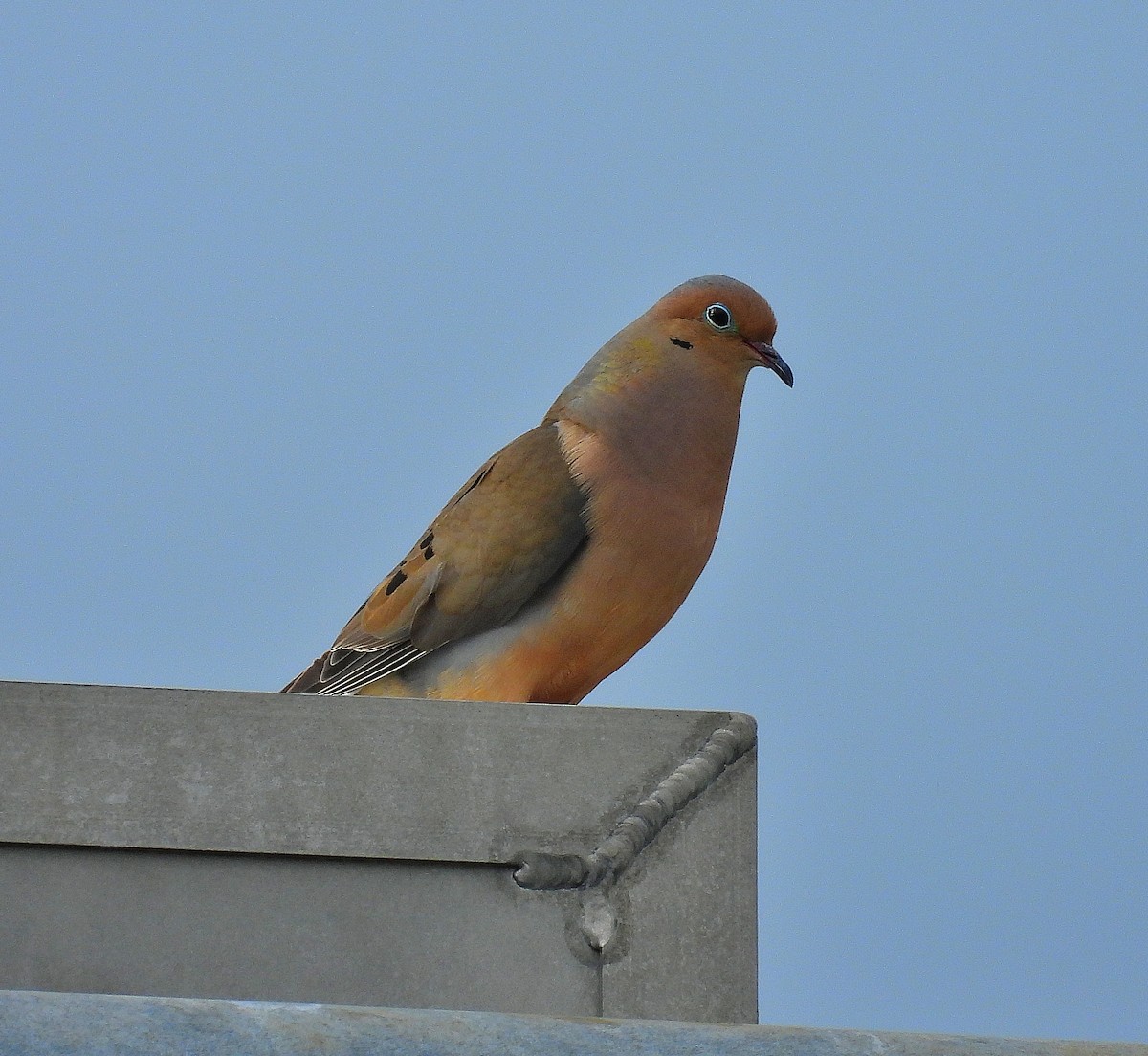 Mourning Dove - ML638562473