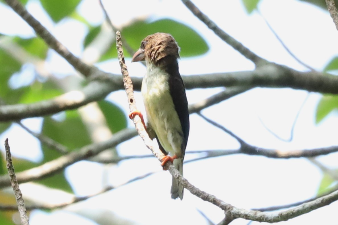 Sooty Barbet - ML638562476
