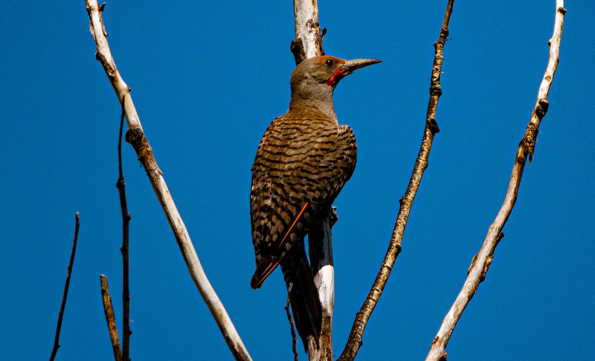 Northern Flicker - ML638562477