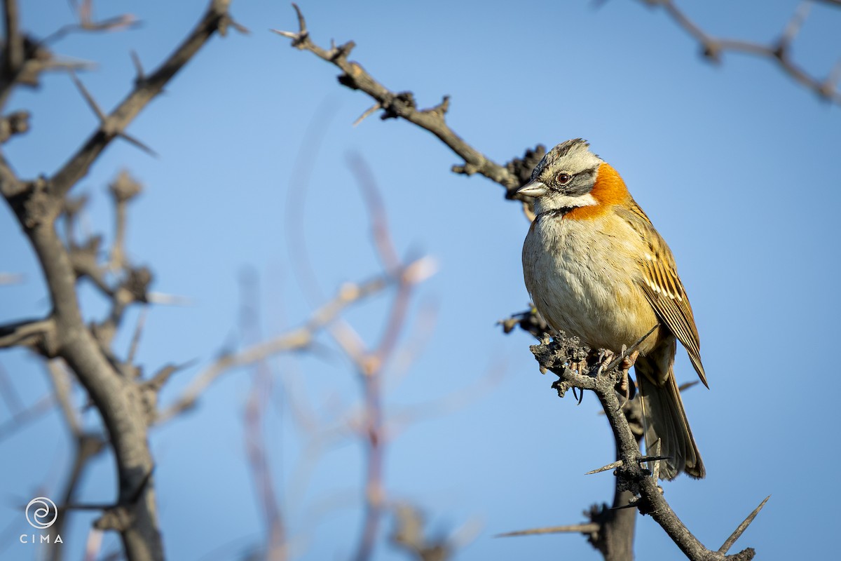 Rufous-collared Sparrow - ML638562479