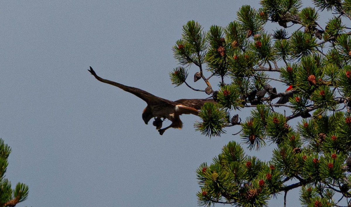 Red-tailed Hawk - ML638562480