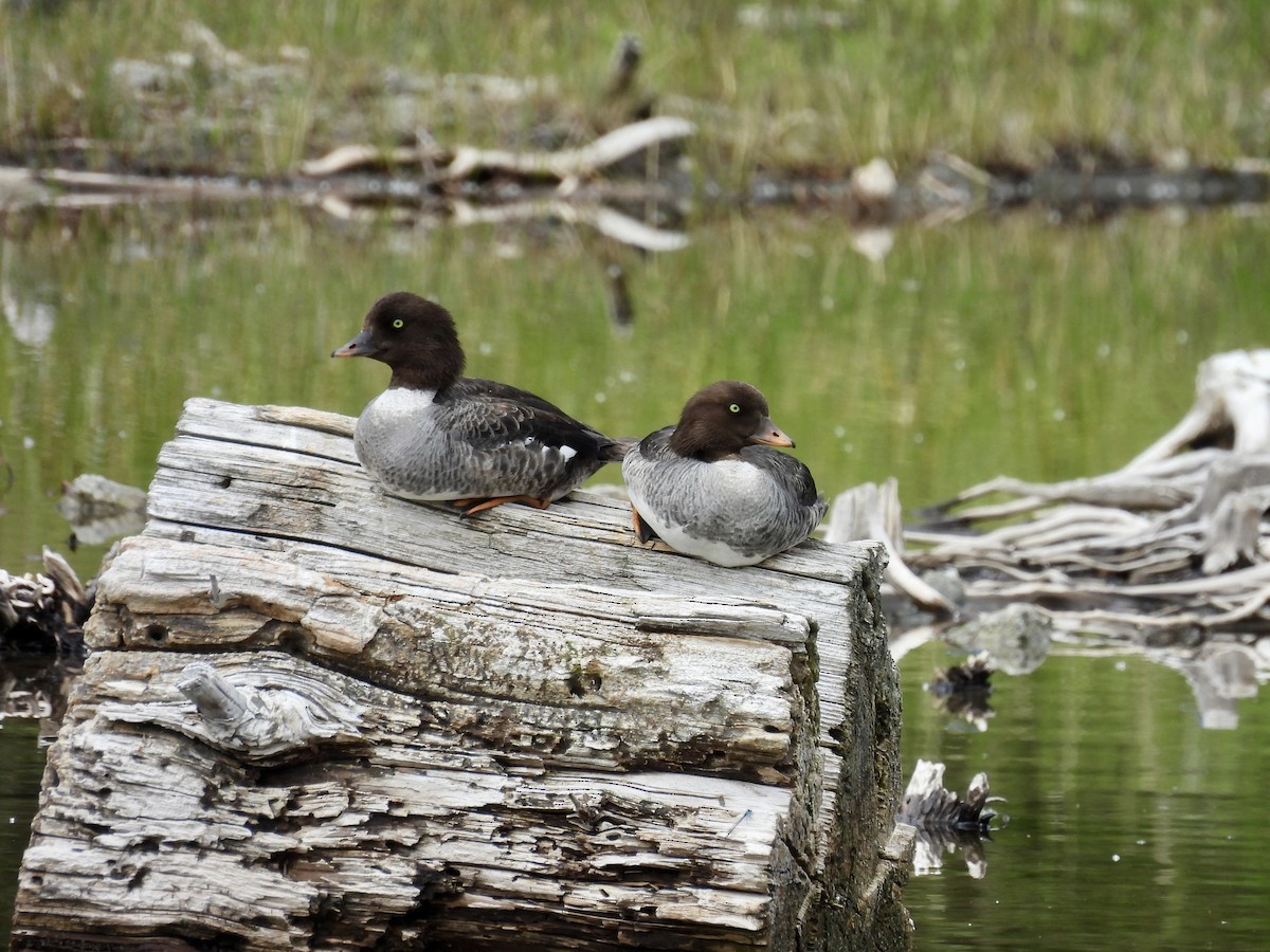 Barrow's Goldeneye - ML638562481