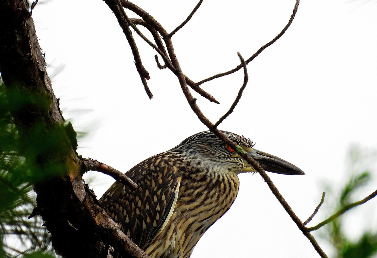 Yellow-crowned Night Heron - ML638562482