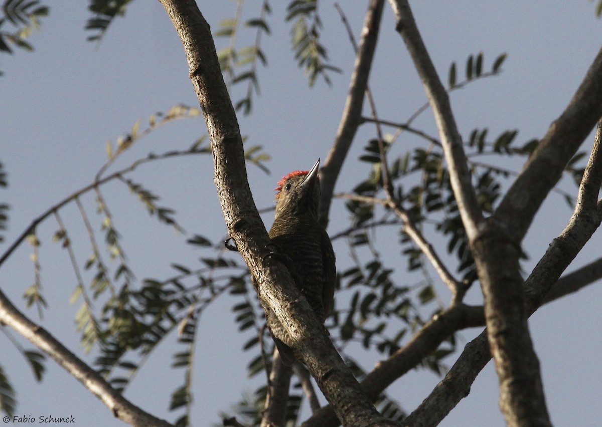 Little Woodpecker - ML638562483