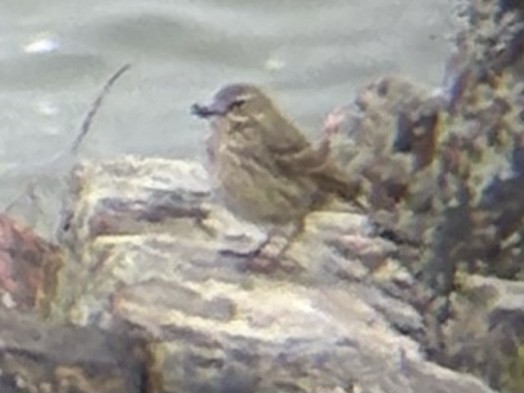 Rock Pipit - ML638562493